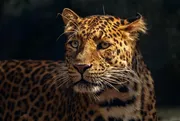 jag for sale