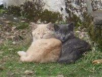 kitties